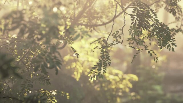 Sunlight shines through the leaves in a forest during the early morning. The light creates patterns on the ground while nature begins to wake up. Birds sing in the trees and life stirs.