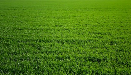 Fototapeta premium 草原 芝生 牧草地 新緑 雲海 曇り空 地平線 ローアングル 広大 自然 嵐の前触れ コントラスト プレースホルダー 背景素材 風景写真 緑 グリーン ダイナミック 被写界深度 前ボケ 雄大