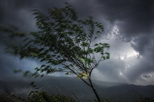 A small tree's branches and leaves whipping chaotically in a stormy wind.