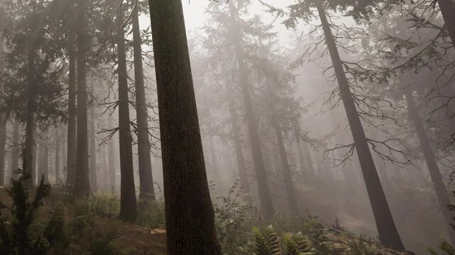 Trees stand tall in a forest as fog covers the area. Some plants and ferns grow on the ground. It is early morning in autumn as the fog lingers among the trees.