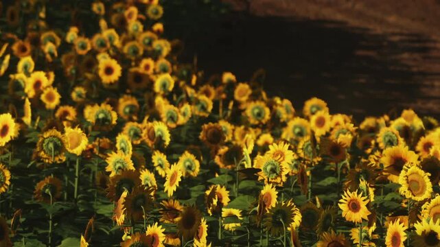 A field filled with bright sunflowers stands under the sun. The flowers display their yellow petals while the tall greens surround them. The scene captures the essence of summer warmth.