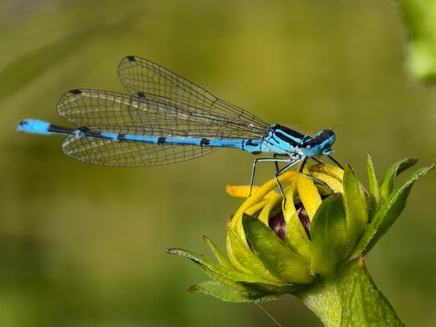 Male common blue damselfly Enallagma cyathigerum insect resting on a green yellow flower bud in a macro profile shot