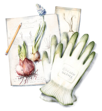 Watercolor hand drawn top view composition with garden gloves, muscari, hyacinth flowers with bulb, old notebook page with botanical sketches isolated on white background. Rustic garden illustration