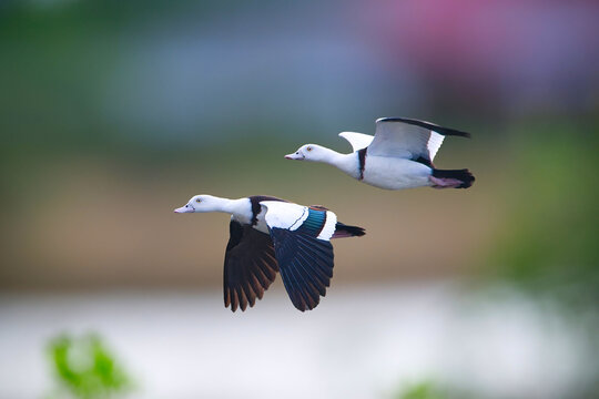 A stunning visual capturing a pair of Radjah Shelducks in graceful flight, wings outstretched, soaring above a coastal landscape
