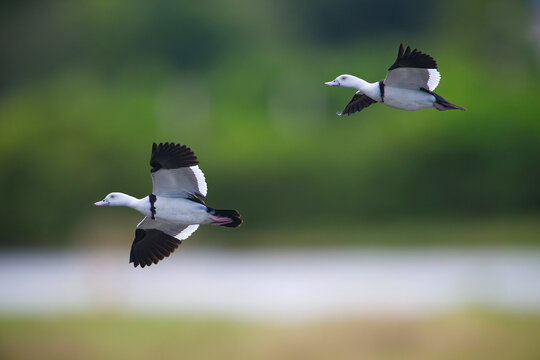 A stunning visual capturing a pair of Radjah Shelducks in graceful flight, wings outstretched, soaring above a coastal landscape