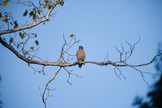 Crested serpent eagle perched majestically on a tree branch in the wild.