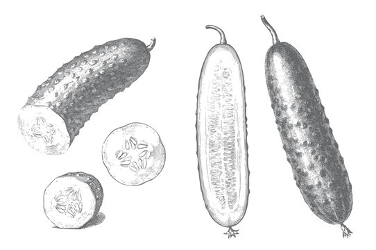 Botanical cucumber artwork with vegetable slices and natural seed texture.
