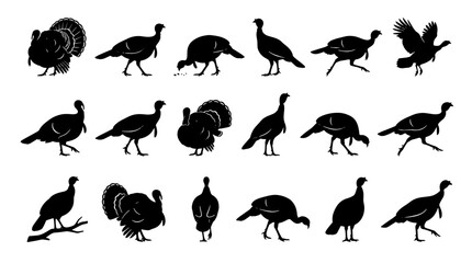 Obraz premium Collection of various bird silhouettes including peacock pigeon and sparrow
