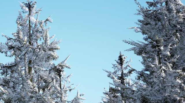 Snow covers the branches of evergreen trees reaching up toward the sky. The bright blue sky contrasts with the white snow on the trees during a winter day.