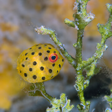 Baby yellow boxfish