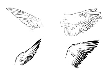 Obraz premium illustration of a bird's wings on a white background