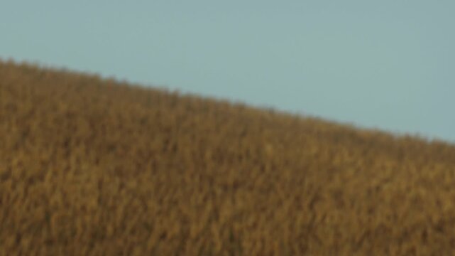 A wide expanse of wheat sways in the wind on a warm summer day. The field stretches far with golden stalks glimmering under sunlight. The scene shows the simplicity of natures beauty.