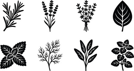 Culinary herbs and aromatic plants vector silhouettes bundle featuring rosemary lavender thyme basil mint dill sage and oregano icons © Mehedi