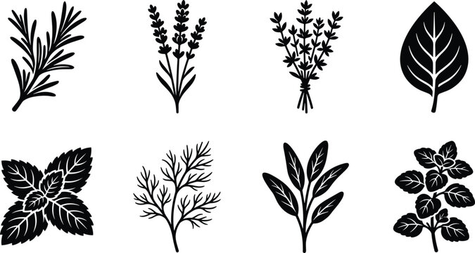 Culinary herbs and aromatic plants vector silhouettes bundle featuring rosemary lavender thyme basil mint dill sage and oregano icons
