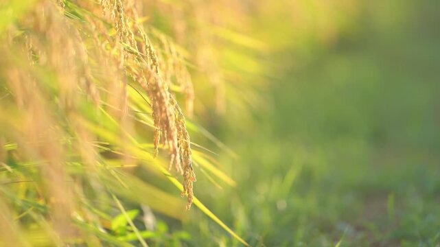 風に揺れる頭を垂れる稲穂