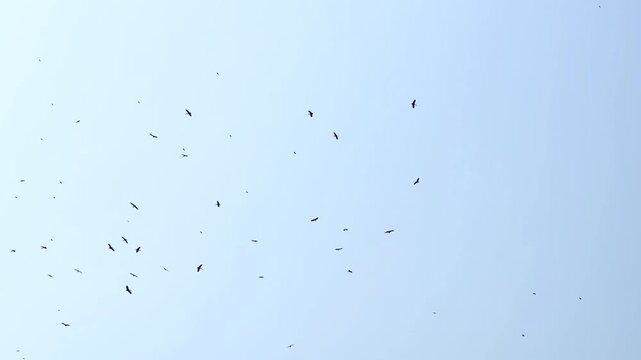 Flock of birds flying in the sky