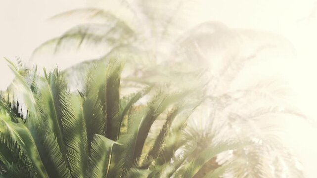 Tall palm trees stand in a bright setting with sunlight shining through the leaves. The scene shows lush greenery and a warm atmosphere.