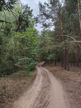 Winding dirt road through dense summer pine forest
