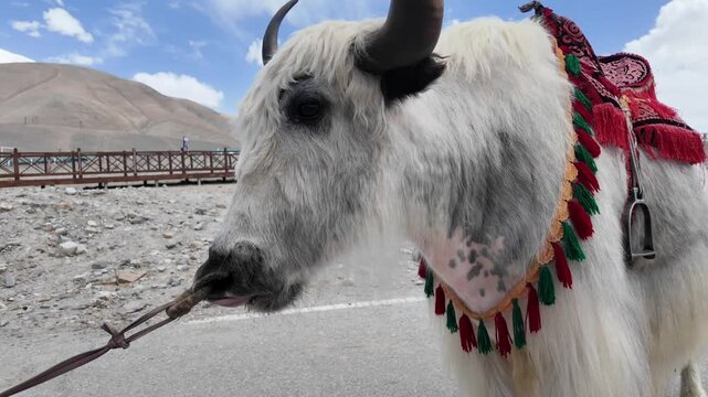 White domestic yak on pebble shore of Baisha Lake with fur blowing in wind Bulunkou Xinjiang China