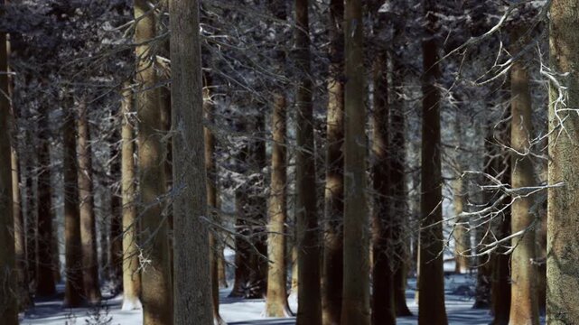 A forest covered in snow with tall trees standing close together. Shadows create patterns on the ground. It is a winter day with clear visibility.