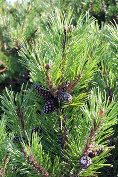 Green branch of dwarf mountain pine with cones in Tatra Mountains