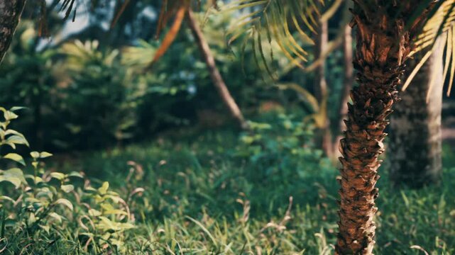 A palm tree is growing in a garden surrounded by grass and other plants. The sun is shining, and the scene shows a bright and lush outdoor space.