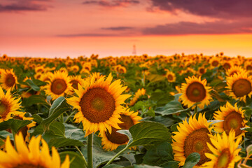 Fototapeta premium Beautiful sunflower field at sunset in a rural agricultural area in Eastern Europe