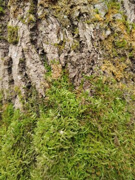 Green moss growing on tree bark texture in forest