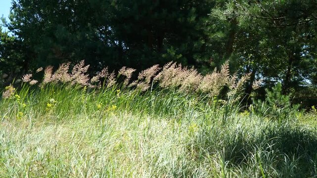 Ground reed grass, Calamagrostis epigejos.
A perennial grassy plant. The swaying of its panicles is beautifu
