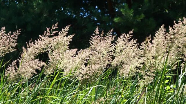 Ground reed grass, Calamagrostis epigejos.
A perennial grassy plant. The swaying of its panicles is beautifu
