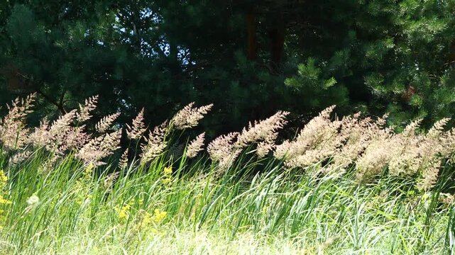 Ground reed grass, Calamagrostis epigejos.
A perennial grassy plant. The swaying of its panicles is beautifu
