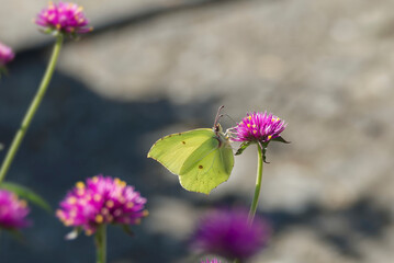 Common brimstone butterfly (Gonepteryx rhamni) sitting on a pink flower in Zurich, Switzerland © Janine