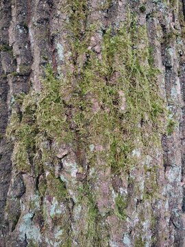 Rough tree bark texture covered with dry green moss and lichen