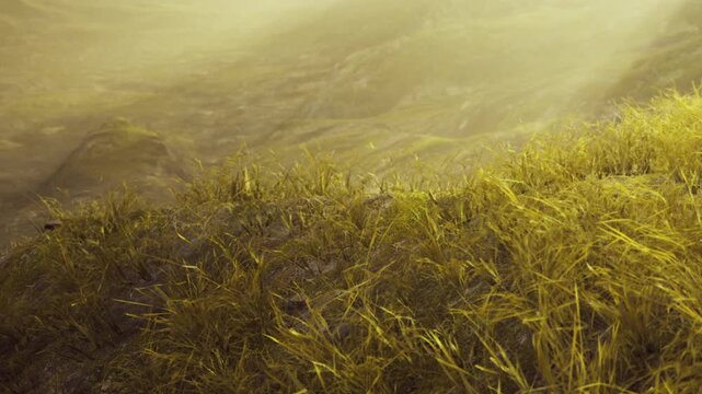 Grass covers the ground in a field. The sun sets in the background, creating a warm light over the landscape. Mountains are visible in the distance, adding depth to the scene.
