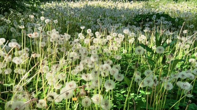 Dense field of dandelion seed heads swaying in wind on bright sunny summer day