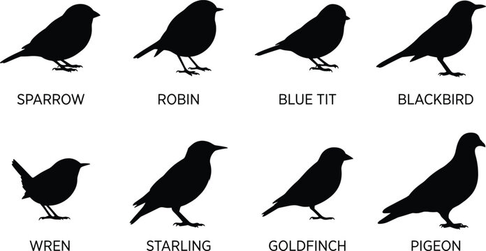 Garden bird silhouette icon collection featuring black vector shapes of sparrow robin blue tit blackbird wren starling goldfinch and pigeon
