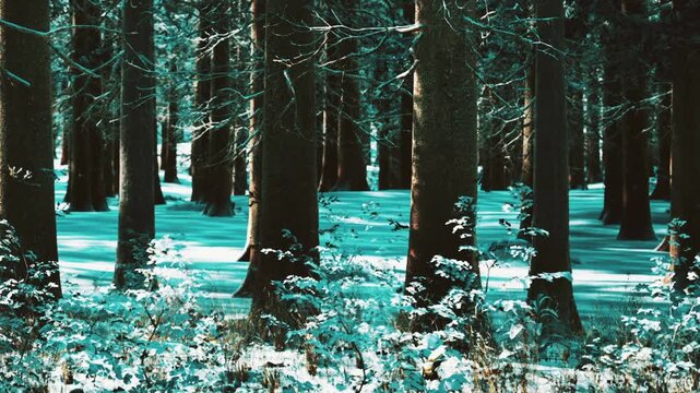 Snow lays evenly across the forest floor while tall trees stand in rows. Sunlight filters through the branches creating a contrast with the cold white snow. Small plants peek through the snow.