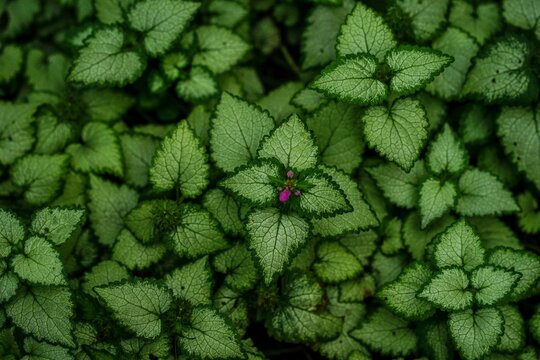 green nettle leaves