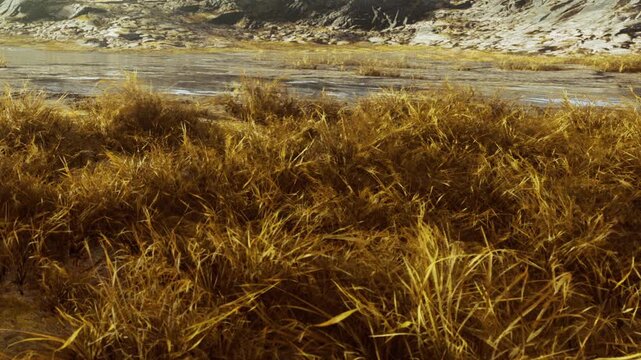 Grass grows tall and dense near a flowing river. The light shines brightly, creating shadows on the ground. The area looks dry with patches of water visible.