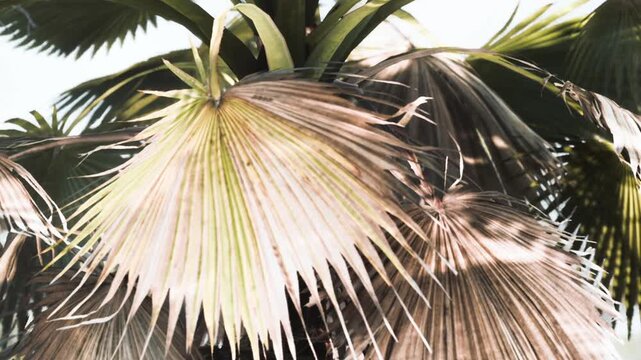 Palm leaves are seen in a tropical area. The light shines through the leaves, creating shadows and highlights. The scene shows greenery and a relaxing vibe.