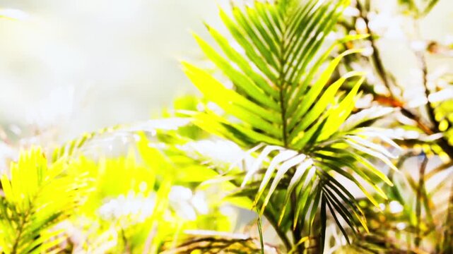 Bright green plants fill the scene with various shapes and sizes. Sunlight shines down, creating a vibrant atmosphere in a natural setting. The plants thrive in this outdoor environment.
