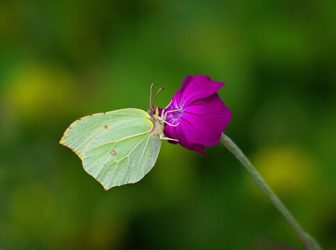 Brimstone butterfly on campion