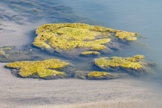Green algae grow on shallow water stones