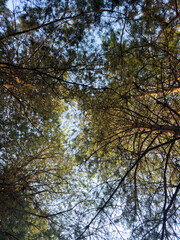 Fototapeta premium Sunlight filters through dense tree branches