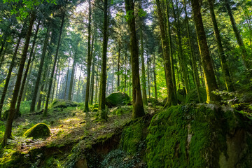 Fototapeta premium schwarzwald bei Kappelrodeck-Waldulm