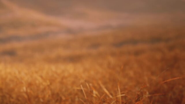 The sun sets over vast fields of golden grass. The light creates a warm glow as shadows stretch across the landscape. The scene reflects the beauty of nature in a quiet moment.