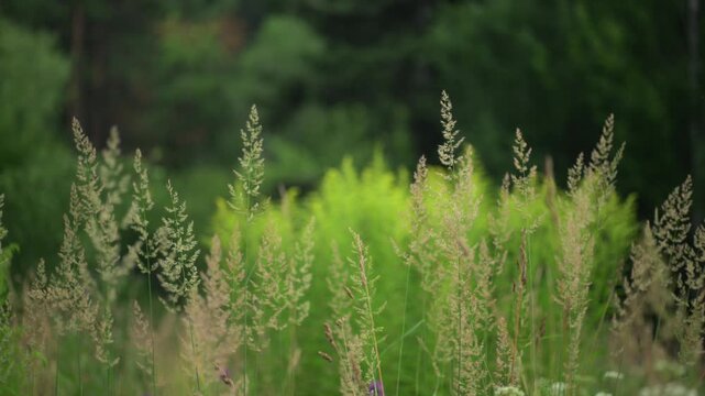 Tall grass seed heads in meadow field