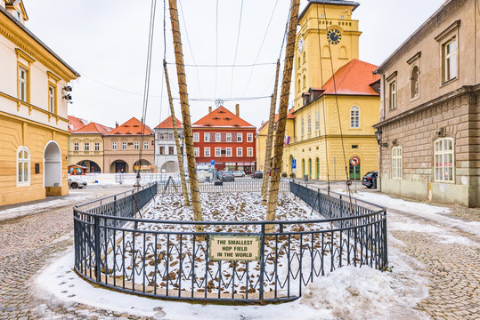 The smallest hop field in the world in the main square of Zatec, a UNESCO World Heritage site famous for its Saaz hops and beer brewing tradition.