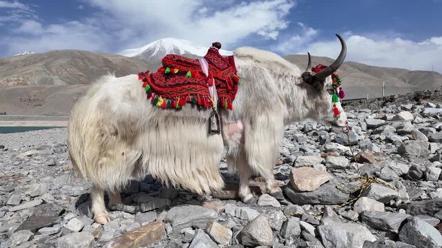White domestic yak on pebble shore of Baisha Lake with fur blowing in wind Bulunkou Xinjiang China