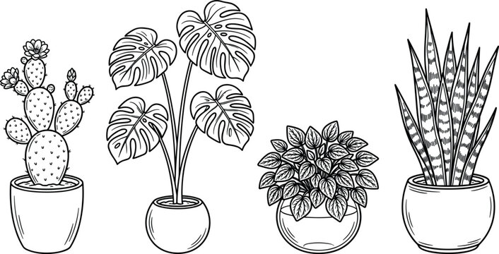 Potted Houseplant Line Art Set Featuring Prickly Pear Cactus Monstera Deliciosa Calathea and Snake Plant in Ceramics Pots Vector Illustration